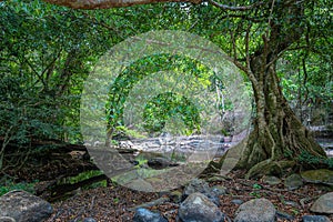 A large tree  in the Lamtakong river