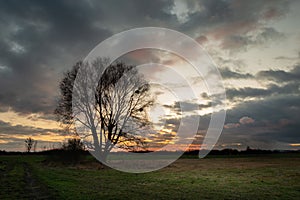 A large tree without leaves and clouds in the sky after sunset