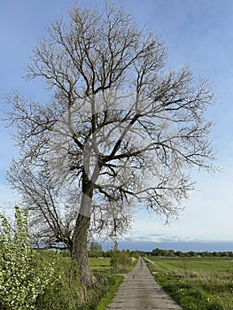 A large tree without leaves standing at the side of a country cement road