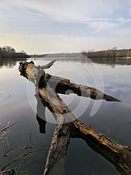 Large tree log fallen into a lake, next to a grassy shoreline surrounded by other trees