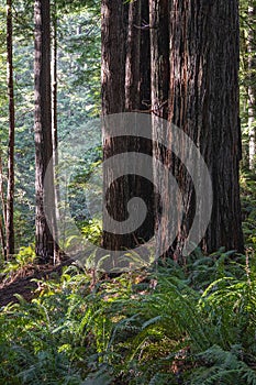 A large tree with a lot of leaves and a trunk