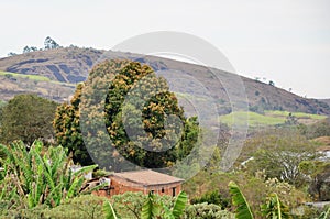 A large tree with Mangifera indica flowers