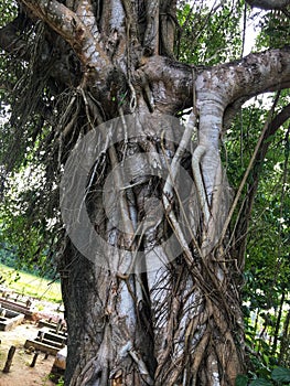 a large tree with many creeping roots