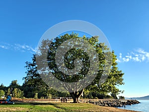 Large Tree at Marine Park in Fairhaven, Bellingham photo