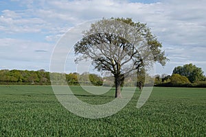 Large tree on a meadow in Brentwood, Essex