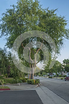 Tree on a sidewalk in Monrovia California photo
