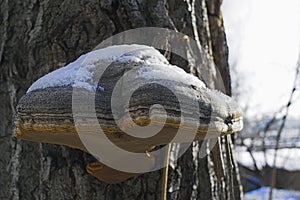 Large tree mushroom tinder in winter