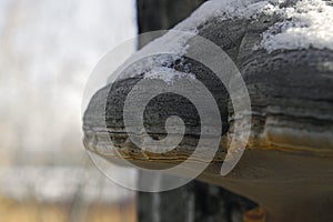 Large tree mushroom tinder in winter