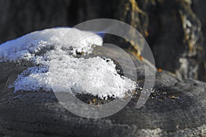 Large tree mushroom tinder in winter