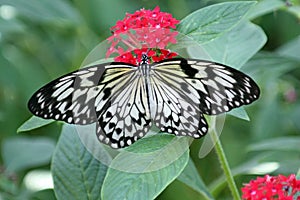 Large Tree Nymph butterfly