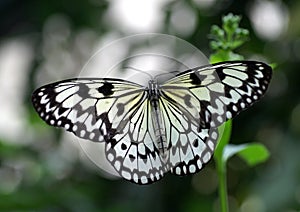 Large Tree Nymph Butterfly