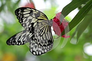 Large Tree Nymph Butterfly