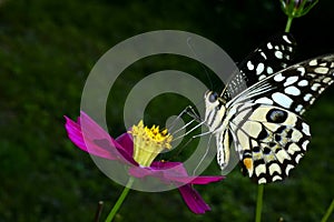 Large Tree Nymph butterfly