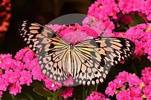 Large Tree Nymph Butterfly