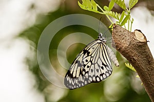 A large tree nymph butterfly