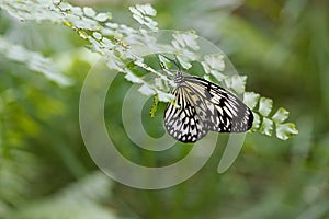 Large Tree Nymph Butterfly on the leaf of a fern