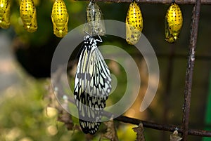 Large tree nymph and its pupa, Penang, Malaysia