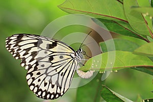 Large Tree Nymphs butterfly and eggs