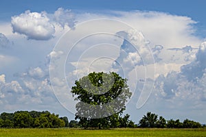 Large tree out in green field of grass with smaller trees in the distance under a dramatic beautiful blue cloudy sky