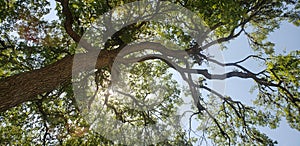 Large Tree Over Me Let The Sun Shine In