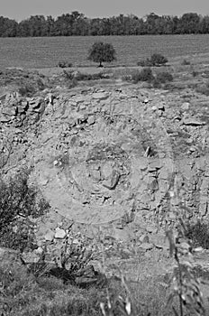 A large tree repenting tiny on the edge of a cliff. Monochrome