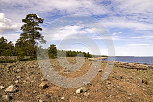 Large tree on a rocky beach on the bank of the Bothnian Sea