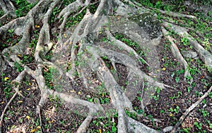 Large tree root texture