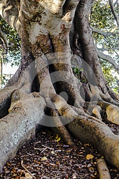 large tree roots