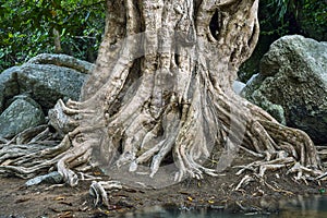 Large tree roots