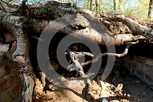 Large tree roots close up