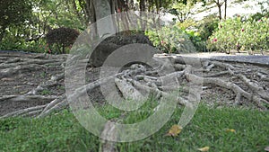 Large tree roots close-up