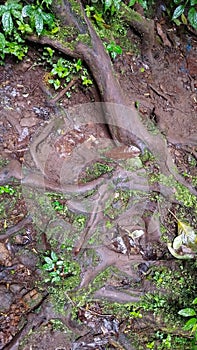 large tree roots coming out of the mossy ground