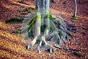 Large tree roots and fallen autumn leaves in park.