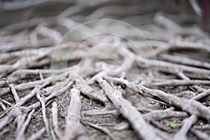 large tree roots on the ground focus on a specific spot, the background blurs the light