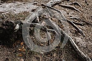 .large tree roots grow on top of the ground