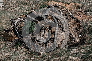 .large tree roots grow on top of the ground