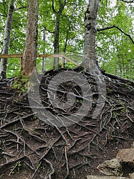 Large tree roots near Marienbrucke, Neuschwanstein