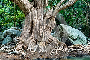 Large tree roots near the river