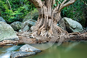 Large tree roots near the river