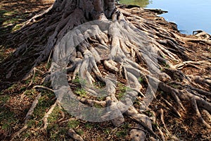 Large tree roots near the water