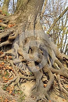 Large tree roots in the park