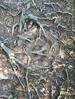 large tree roots that spread over the ground are cracked and dry