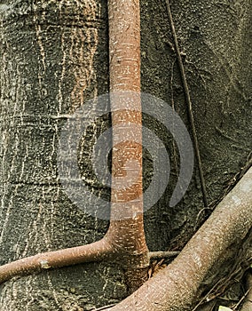 large tree roots sticking out