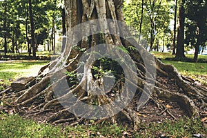 A large tree with roots sticking out of the ground