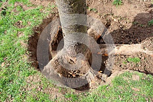 Large tree roots unearthed with soil removed before cutting it down and digging out of ground to plant new tree surrounded with photo
