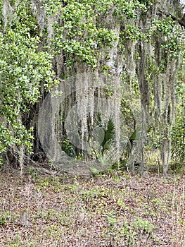 Large tree Spanish moss Florida swamp