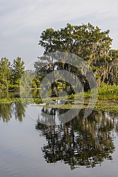 Lake Rousseau at Dunnellon, Florida photo