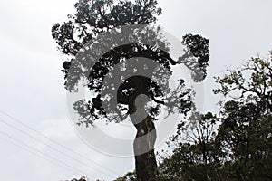 Large Tree stand alone in mountains