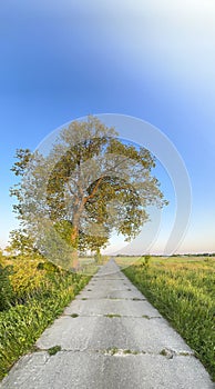 A large tree standing at the side of a country cement road