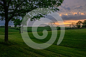 Large Tree Stands Above Horse Pasture